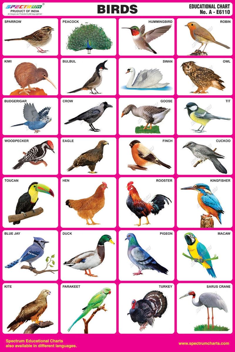 Chart Birds